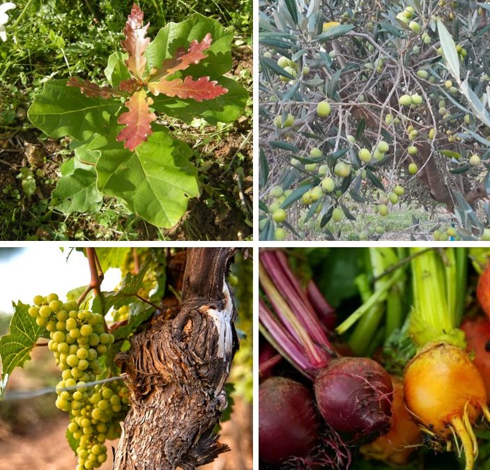 ELICIR annonce la certification UE de ARCOLAN™  en tant que biostimulant.