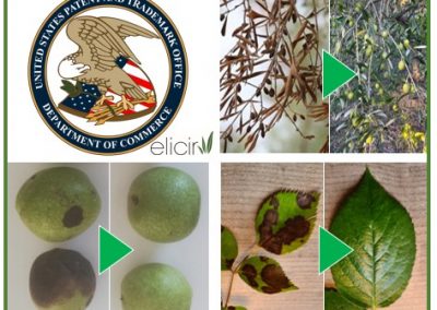 ELICIR annonce la délivrance d’un second brevet aux Etats-Unis.