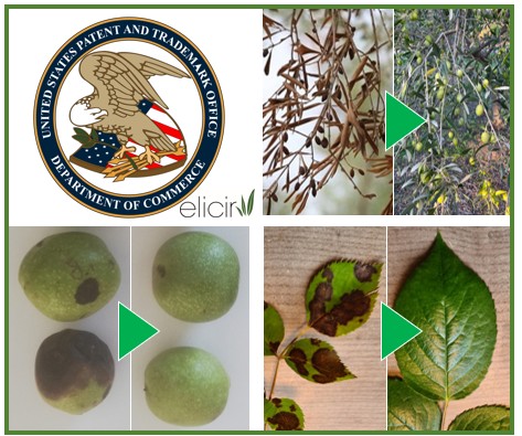 Mosaïque culture PP1