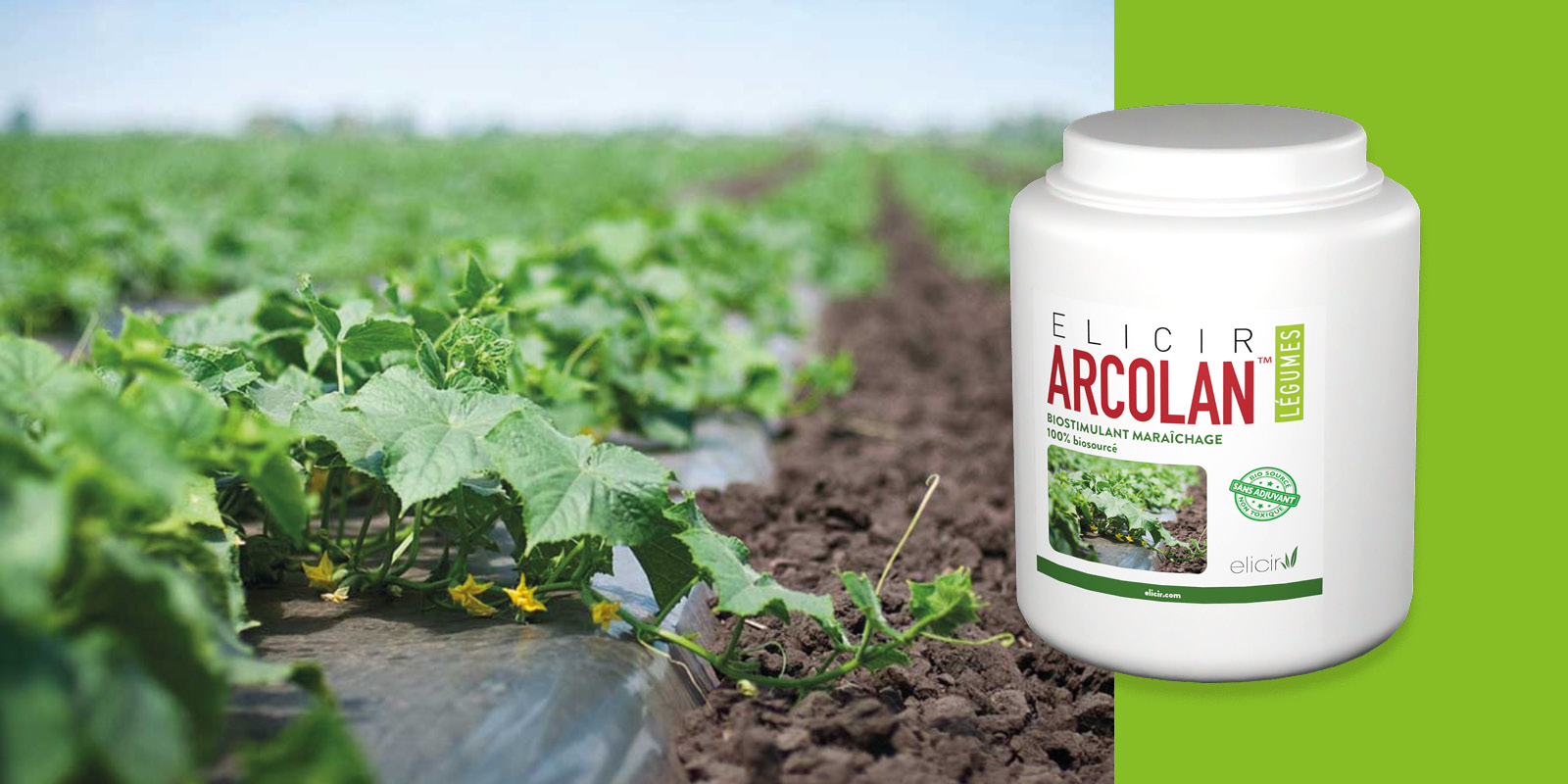 header_fiche_produits_arcolan_legumes